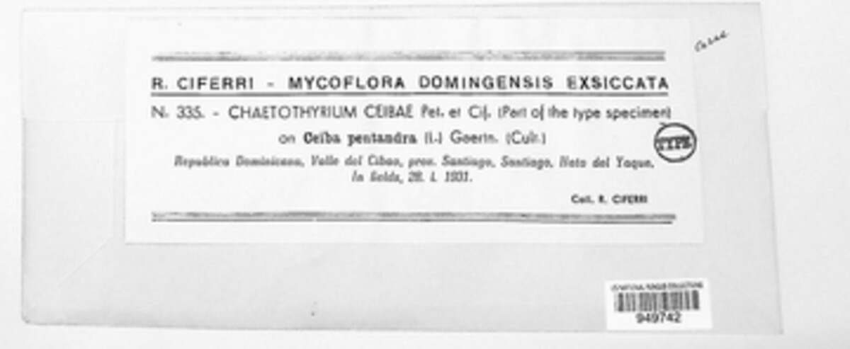 Phaeosaccardinula ceibae image